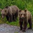 Niedźwiedź nie poluje na człowieka, ale to duży drapieżnik i może stanowić dla niego śmiertelne zagr