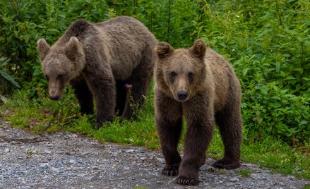 Niedźwiedź nie poluje na człowieka, ale to duży drapieżnik i może stanowić dla niego śmiertelne zagr