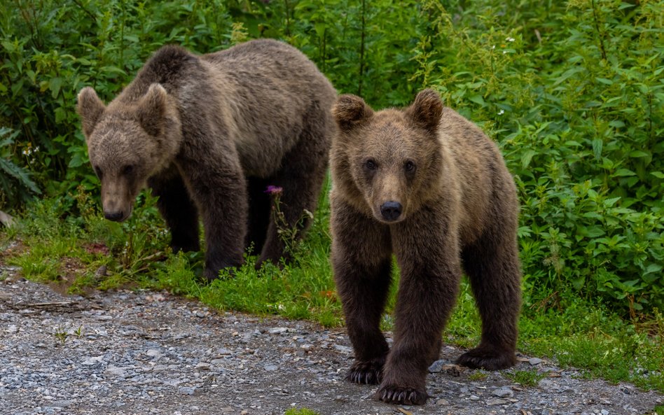 Niedźwiedź nie poluje na człowieka, ale to duży drapieżnik i może stanowić dla niego śmiertelne zagr