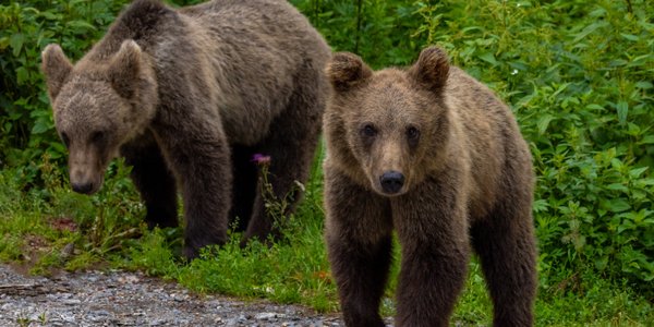 Polacy dumni z dzikiej przyrody. Sprzeciwiają się polowaniom dla rozrywki