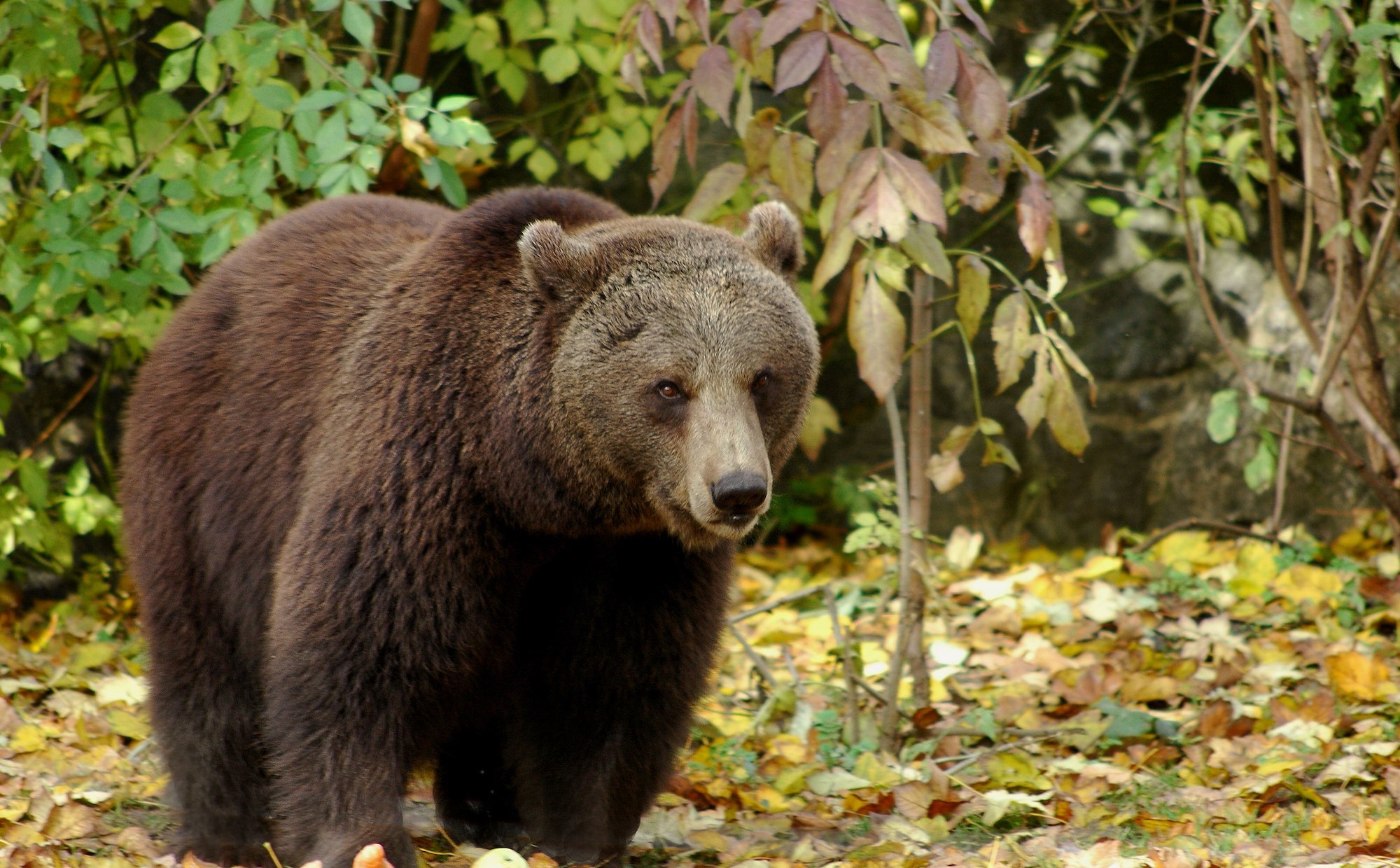 Fala krytyki w sprawie odstrzału niedźwiedzi. „Obiecywali ochronę przyrody!”