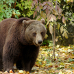 Rosja: niedźwiedź paraliżuje milionowe miasto