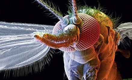 Tak wygląda komar Anopheles gambiae przenoszący najgroźniejsze zarodźce malarii