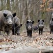Niemieccy hodowcy domagają się prewencyjnego odstrzału dzików