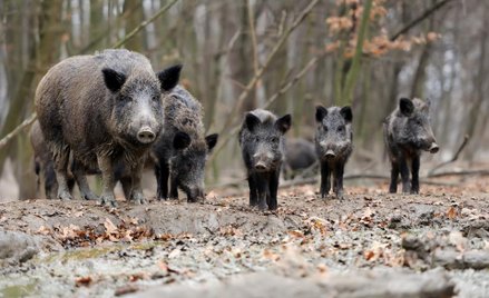 Niemieccy hodowcy domagają się prewencyjnego odstrzału dzików