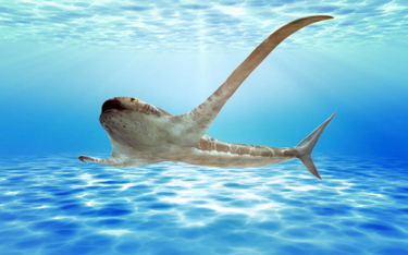 Naukowcy odkryli skamielinę nietypowego rekina