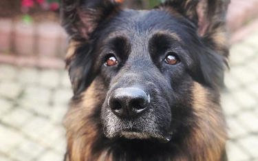 Ukraina: Komornicy sprzedają na aukcjach skonfiskowane psy