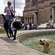 W czerwcu rok temu dookoła Pałacu Kultury przeszło ponad 500 labradorów, ale rekordu nie ma, bo się 