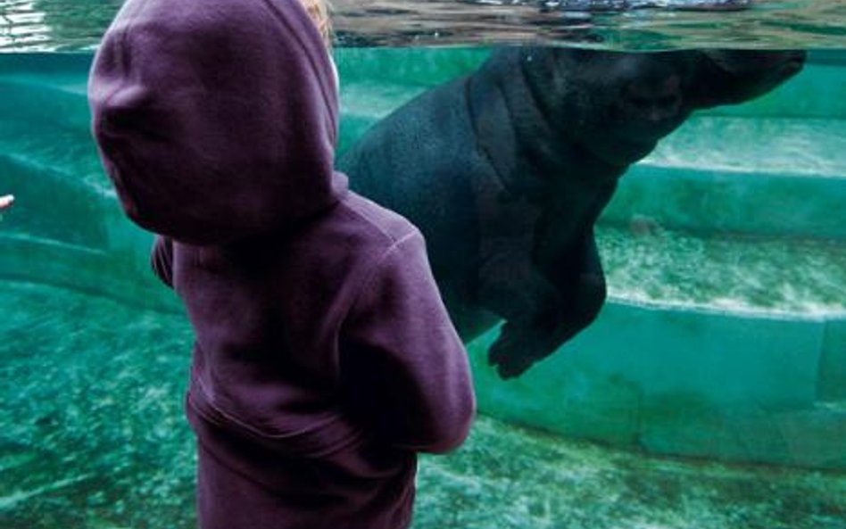 Nowo otwarta hipopotamiar- nia przyciąga do zoo tłumy. Za bilet normalny trzeba zapłacić 16 zł. Przy
