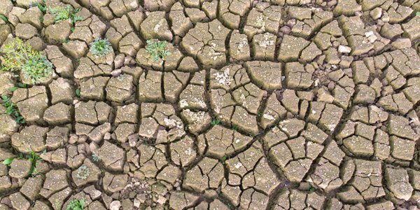 Professor Tadeusz Pomianek: The Recipe for Self-Destruction - How Our Food Is Destroying Us and the Planet