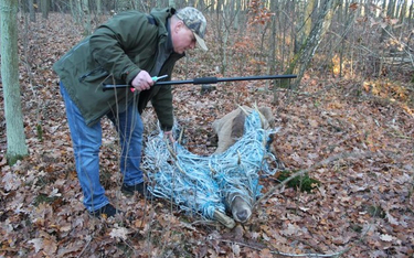 Leśnicy uratowali zaplątanego w sznury jelenia