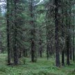 Chciał pokazać widzom, jak nie zginąć w lesie. Zgubił się