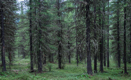 Chciał pokazać widzom, jak nie zginąć w lesie. Zgubił się