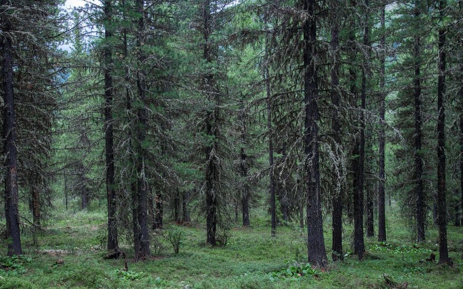 Chciał pokazać widzom, jak nie zginąć w lesie. Zgubił się