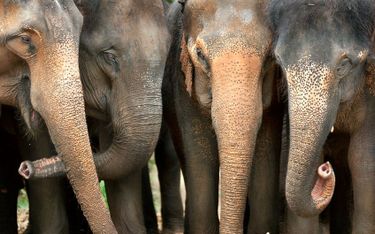 Rząd Botswany pozwoli znowu zabijać słonie?