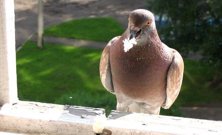Ptak wyłączył LHC