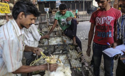 W Indiach kurczaki padają jak muchy