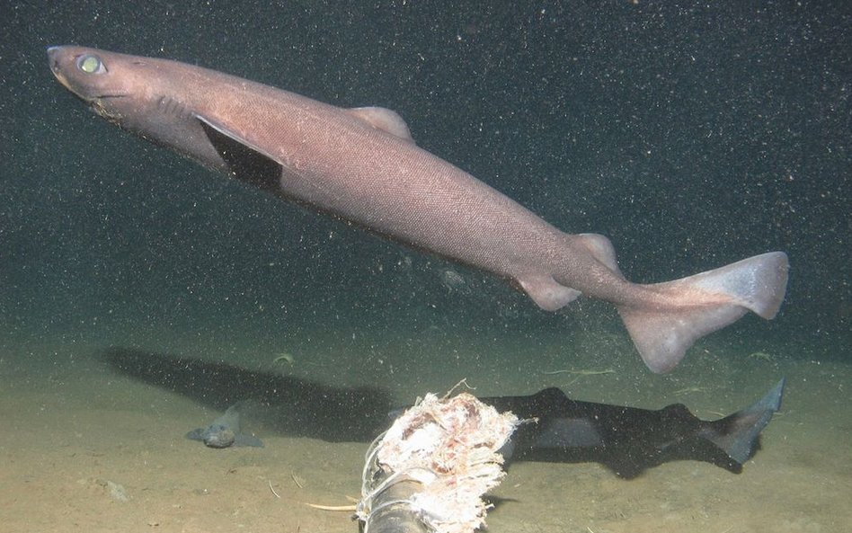 Występuje na głębokości od 450-3675m. To najgłębiej żyjący rekin.