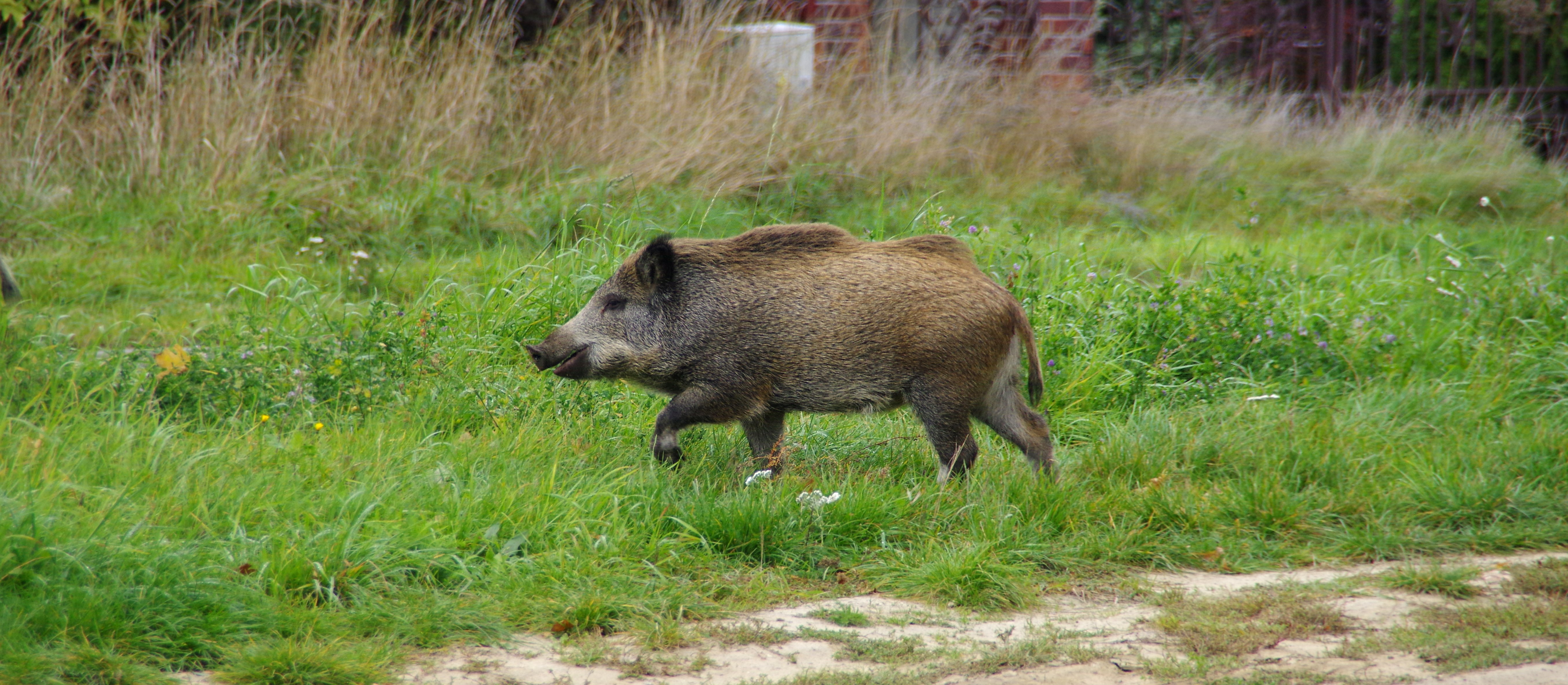 Atak dzika w Warszawie. Mężczyzna został ugryziony i trafił do szpitala