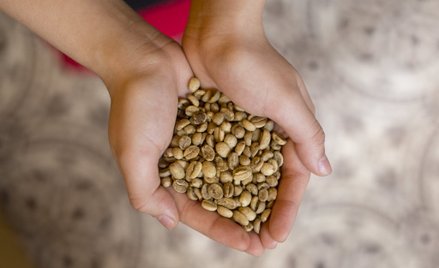 Najpopularniejsze gatunki kawy zagrożone wyginięciem