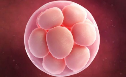 In vitro: zarodki oznakowane numerem PESEL