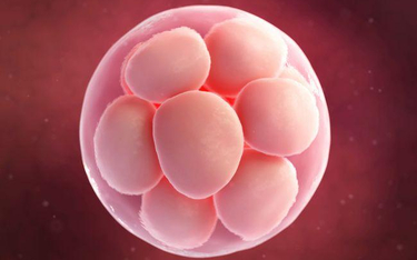 In vitro: zarodki oznakowane numerem PESEL