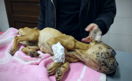 Sąd: znana influencerka i jej partner skazani za zagłodzenie psa