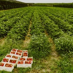 Produkcję ekologiczną prowadziło w Polsce w 2022 r. 21,2 tys. gospodarstw.