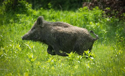 Odszkodowanie za atak dzika