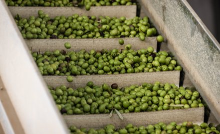 Już szósty rok Europa kłóci się ze Stanami Zjednoczonymi o oliwki