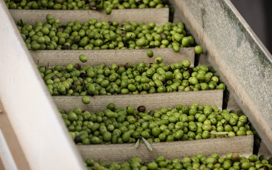 Już szósty rok Europa kłóci się ze Stanami Zjednoczonymi o oliwki