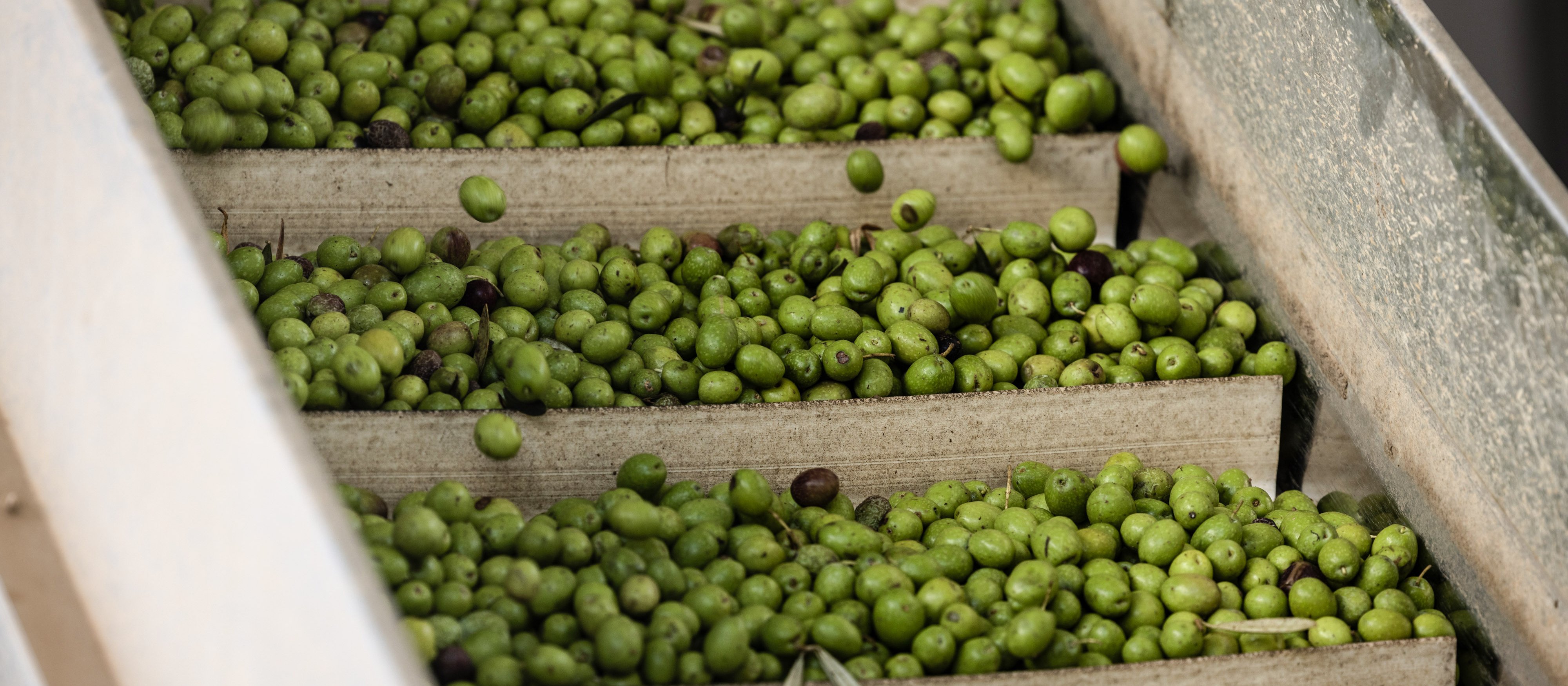 Spór UE i USA o oliwki. WTO potrzebowała sześciu lat na decyzję