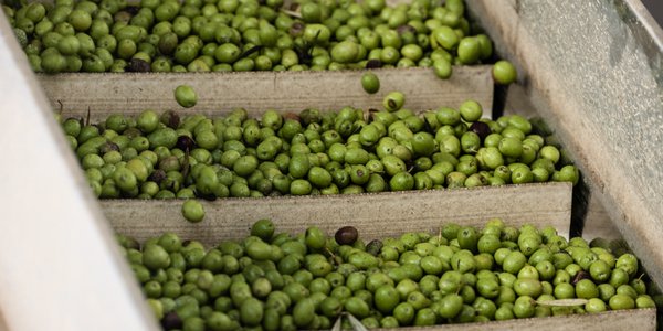 Spór UE i USA o oliwki. WTO potrzebowała sześciu lat na decyzję