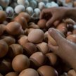 KE: skażone jaja w 15 krajach UE, w tym w Polsce
