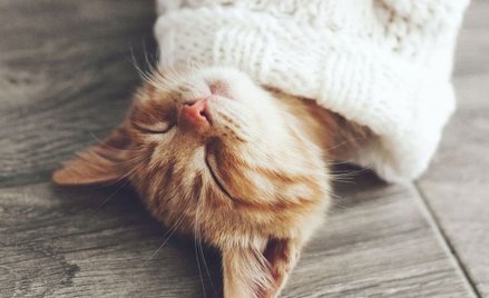 Udomowione koty pozostały bardzo niezależne.