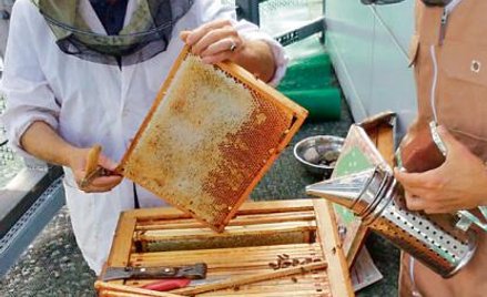 Opiekunowie pszczół na dachu biurowca Focus w Warszawie – Marek Barzyk oraz Jan Tenderenda