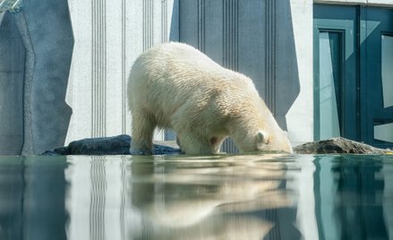 Greenwashing: kłamstwa, którymi faszerują nas wielkie firmy
