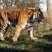 Tygrys syberyjski w warszawskim zoo