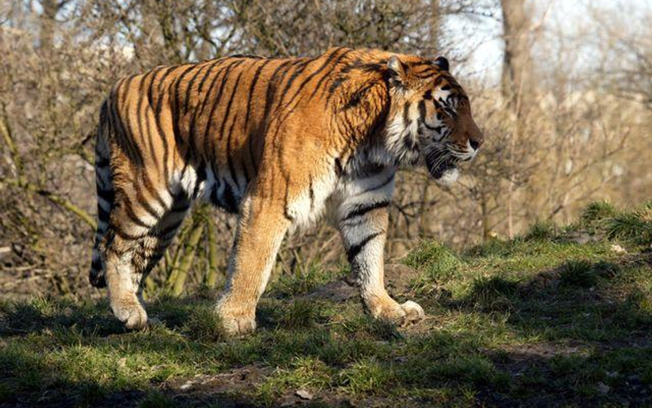 Tygrys syberyjski w warszawskim zoo