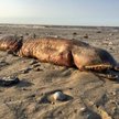 Tajemnicze stworzenie na plaży w Teksasie