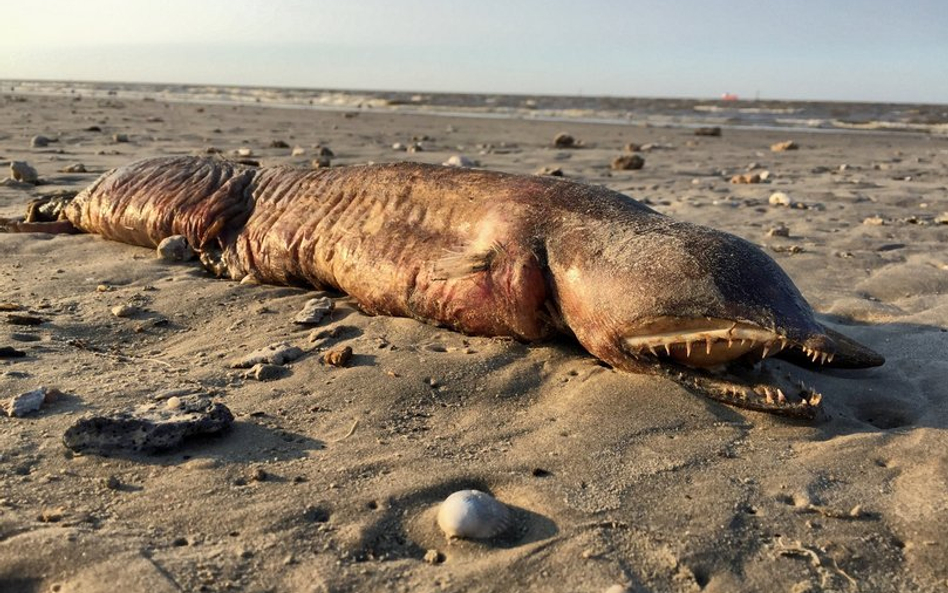 Tajemnicze stworzenie na plaży w Teksasie