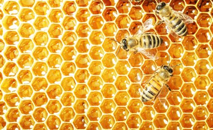 Pszczoły potrafią łączyć symbole graficzne z liczbami