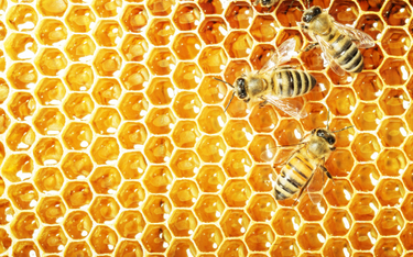 Pszczoły potrafią łączyć symbole graficzne z liczbami