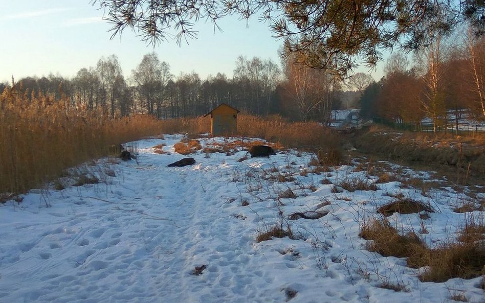 Pod dzikami zarwał się lód. Uratowali je strażacy