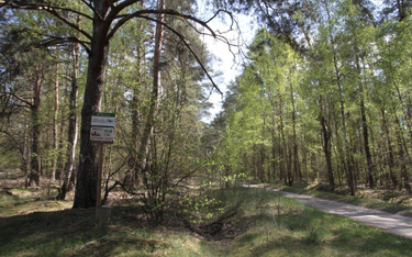 Puszcza Białowieska: leśnicy chcą wycinać świerki