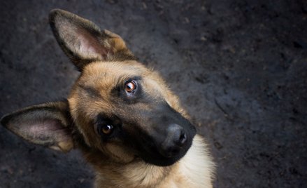 Fiskus zmienia zdanie o psach