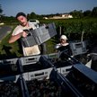 Wyjątkowo dobra jakość winogron we Francji. Trzeba je tylko ścinać nocą