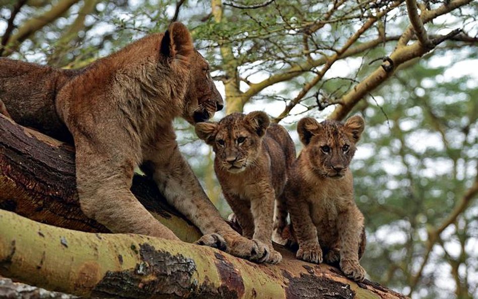 Kolejne pokolenia lwich rodzin często przez dziesiątki lat mieszkają w Masai Mara na tych samych rod