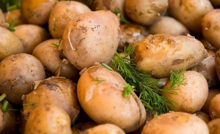 Dokonano pełnego zsekwencjonowania genomu ziemniaka