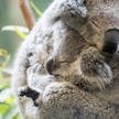 Misie koala bez chlamydii uratują cały gatunek?